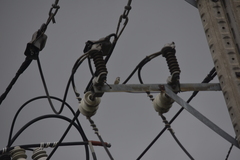 Passer domesticus indicus