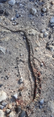 Nerodia fasciata