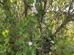 Convolvulus arvensis
