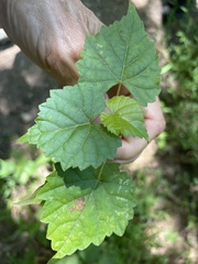 Vitis vulpina