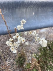 Pseudognaphalium californicum