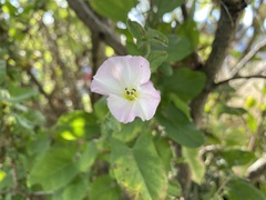 Convolvulus arvensis