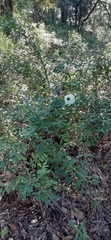 Hibiscus aculeatus