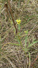 Tragopogon dubius