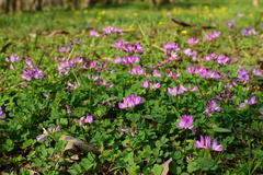 Astragalus sinicus