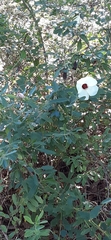 Hibiscus aculeatus