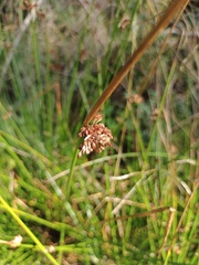 Juncus effusus