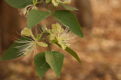 Capparis