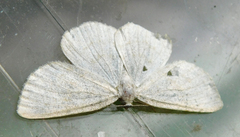 Cabera exanthemata