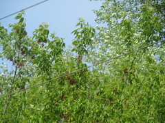 Carpodacus erythrinus