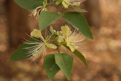 Capparis