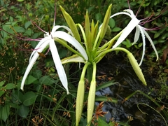Crinum americanum
