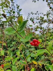 Lonicera periclymenum