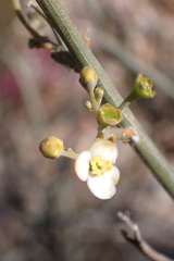 Montinia caryophyllacea