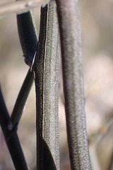 Montinia caryophyllacea