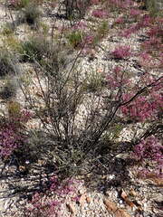 Montinia caryophyllacea