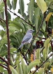 Thraupis sayaca