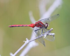 Sympetrum rubicundulum