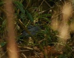 Thamnophilus caerulescens