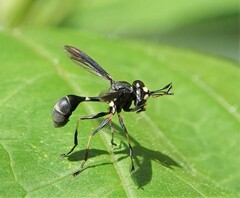 Physocephala tibialis