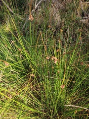 Juncus effusus