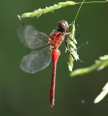 Sympetrum rubicundulum