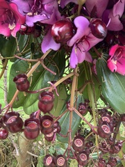 Meriania nobilis