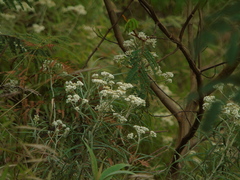 Anaphalis longifolia