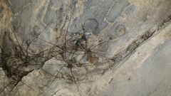 Leiobunum limbatum