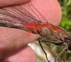 Sympetrum rubicundulum