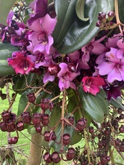 Meriania nobilis