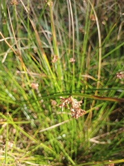 Juncus effusus