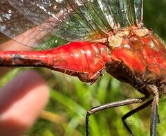 Sympetrum rubicundulum
