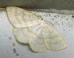 Cabera exanthemata