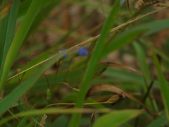 Wahlenbergia marginata
