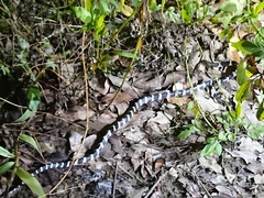 Bungarus multicinctus