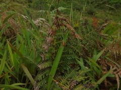 Pteridium revolutum