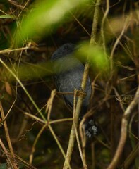 Thamnophilus caerulescens