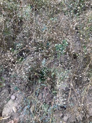 Spergula arvensis