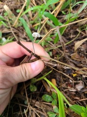 Marasmiellus tricolor