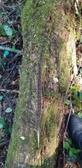 Phasianus colchicus
