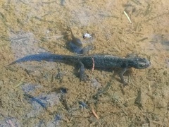 Ichthyosaura alpestris