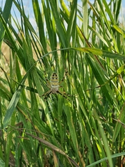 Argiope bruennichi