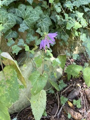 Campanula rapunculoides