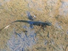 Ichthyosaura alpestris