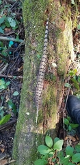 Phasianus colchicus