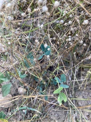 Spergula arvensis