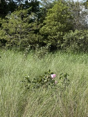 Hibiscus grandiflorus