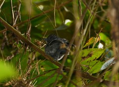Thamnophilus caerulescens