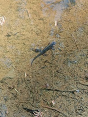 Ichthyosaura alpestris